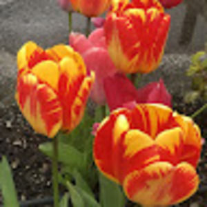 Meet your Posher, David